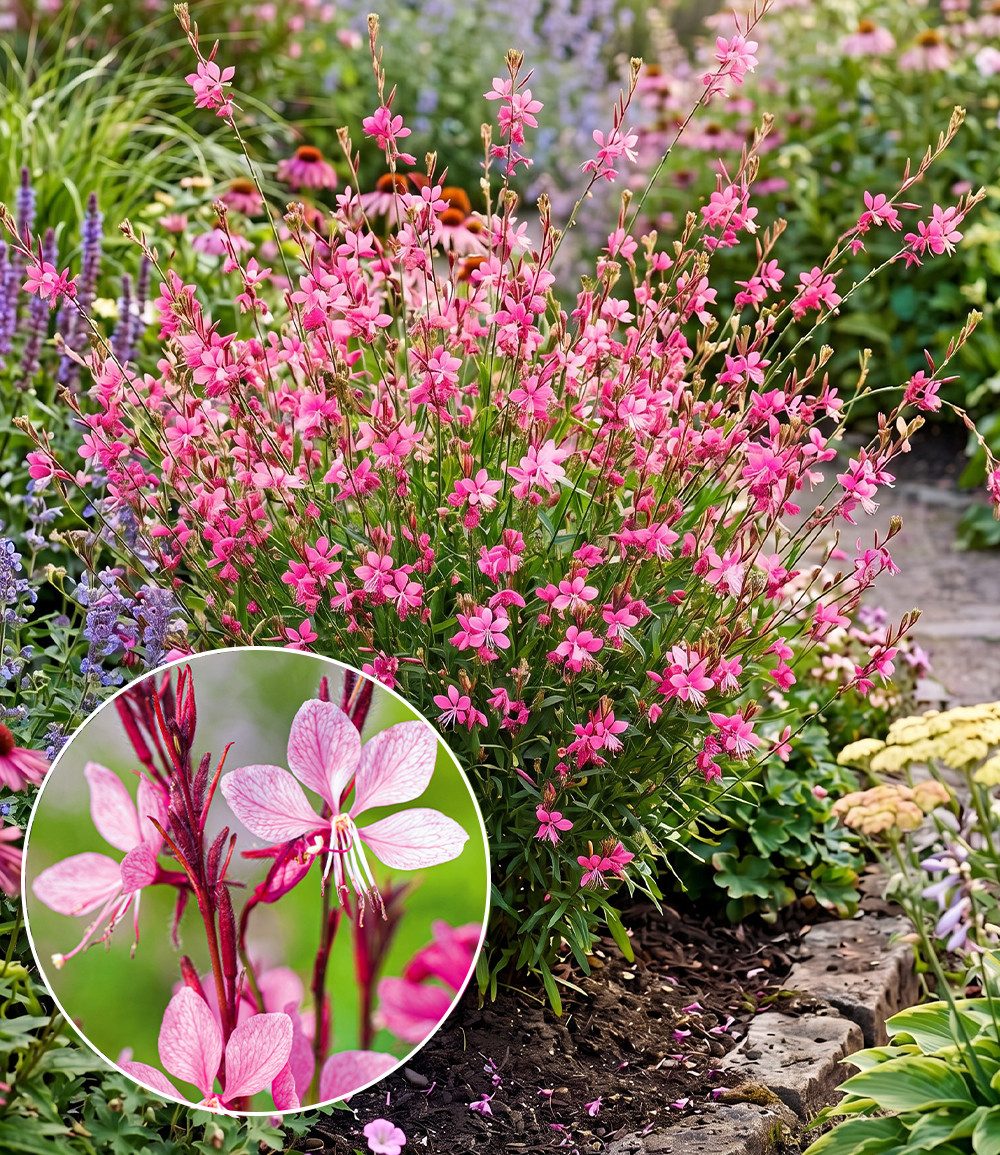 BALDUR Garten Staude Prachtkerze - Gaura 'Pink', 2 St., Schmetterlings-blüten,winterhart, pflegeleicht