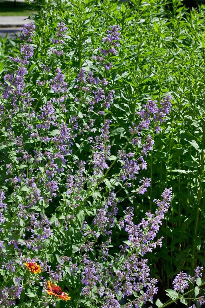 Pflanzen für Dich Staude Nepeta grand. Zinser's Giant, 1 St., Großblütige Katzenminze