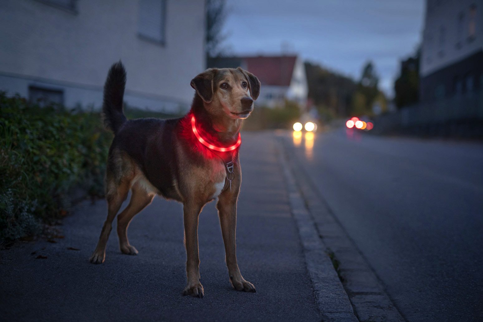 Thumbnail - PRECORN Hunde-Halsband LED Silikon Hunde Leuchthalsband aufladbar per USB-C indiv. kürzbar, Silikon