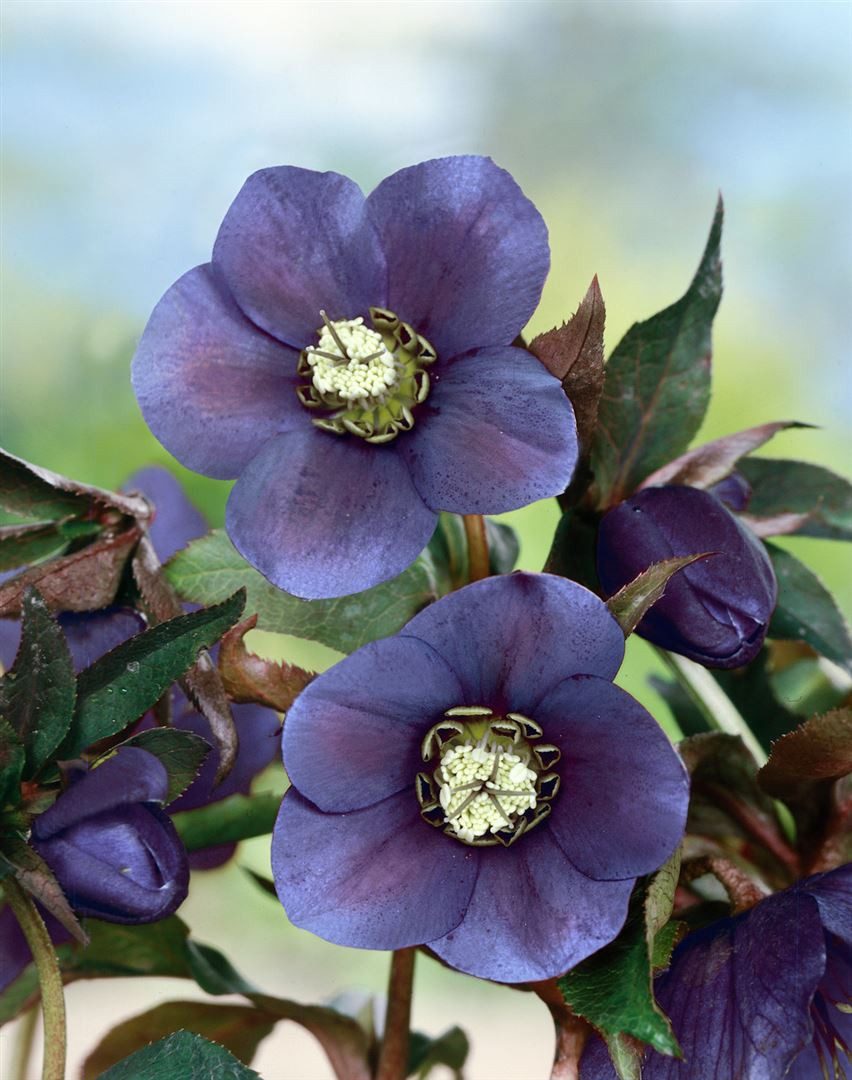 Pflanzen für Dich Staude Helleborus or. Blue Lady, 1 St., Christrose, Lenzrose
