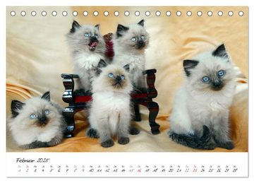 CALVENDO Wandkalender Katzenparade (Tischkalender 2025 DIN A5 quer), CALVENDO Monatskalender