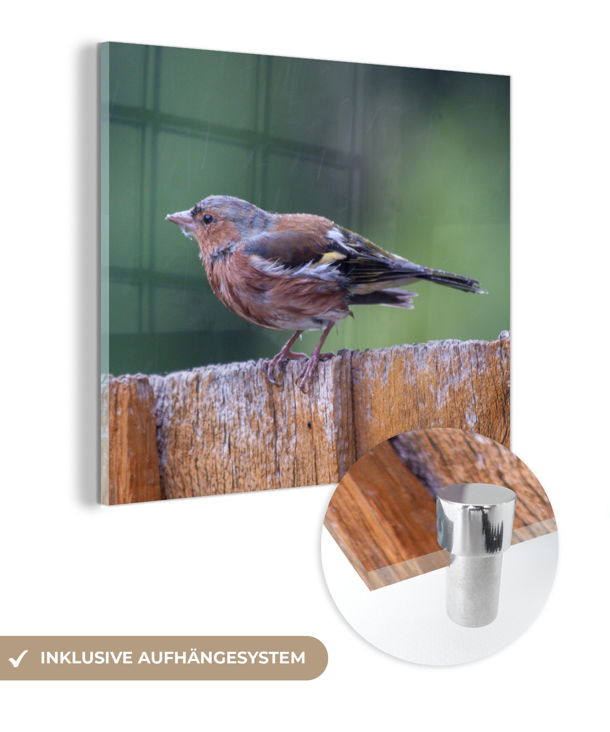 St), sitzt - Glas Glas Glasbilder - im auf einem MuchoWow Vogel (1 auf Wandbild Acrylglasbild Regen, Wanddekoration Zaun Bilder auf Foto -