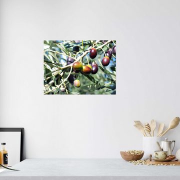 Posterlounge Wandfolie Editors Choice, Olivenbaum im Sonnenlicht, Küche Mediterran Fotografie