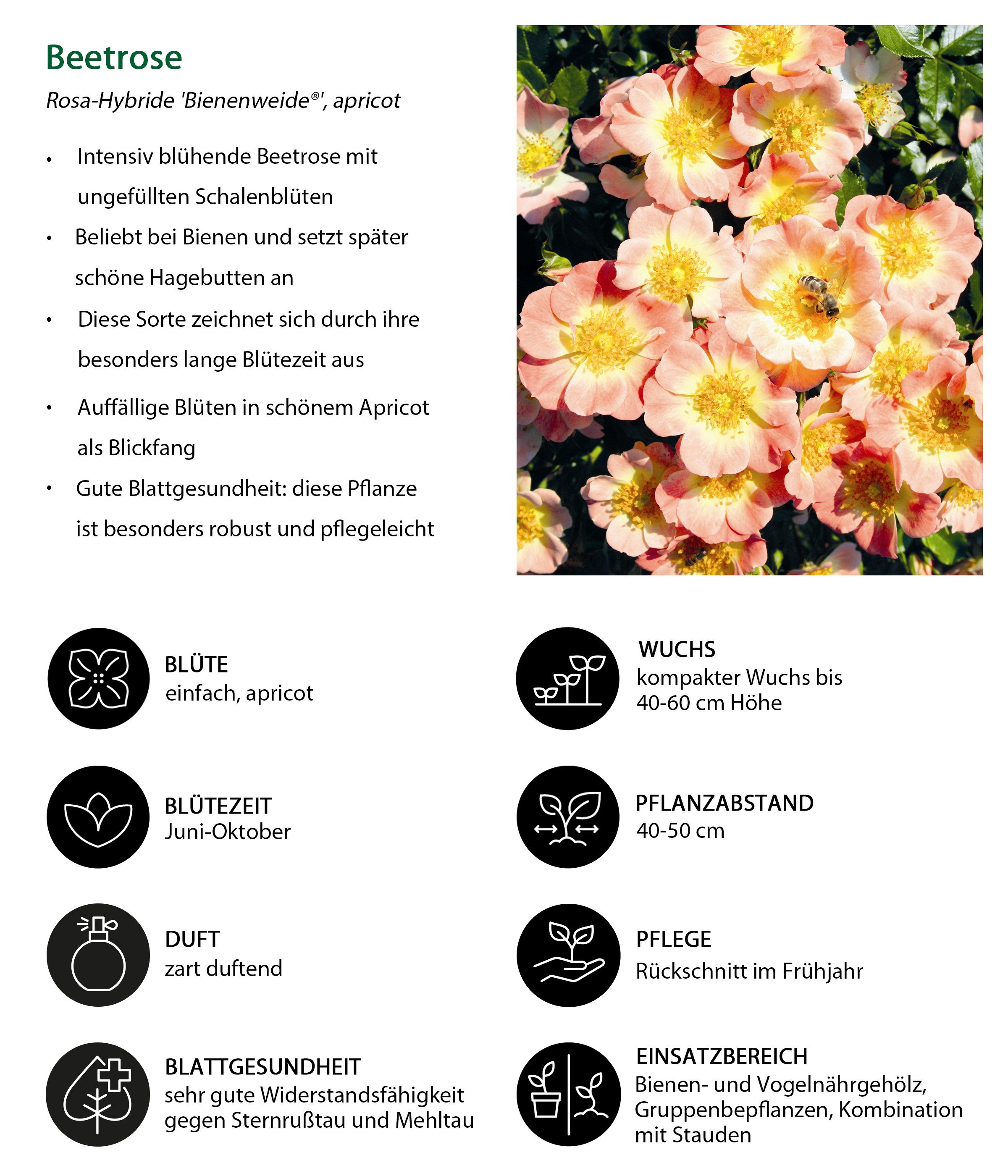 Dehner Rose Rosen-Set Insektenfreundlich, 3 Beetrosen je 1x gelb / rot / apricot