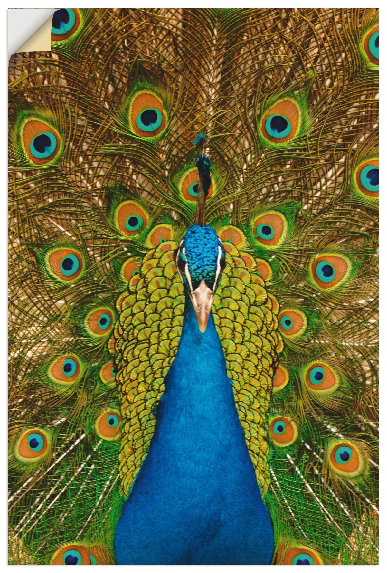 Artland Wandbild Stolzer Pfau, Vögel (1 St), als Alubild, Leinwandbild, Wandaufkleber oder Poster in versch. Größen