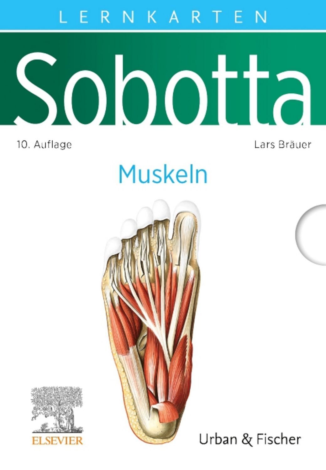 Sobotta Lernkarten Anatomie: Muskeln / Lars Bräuer