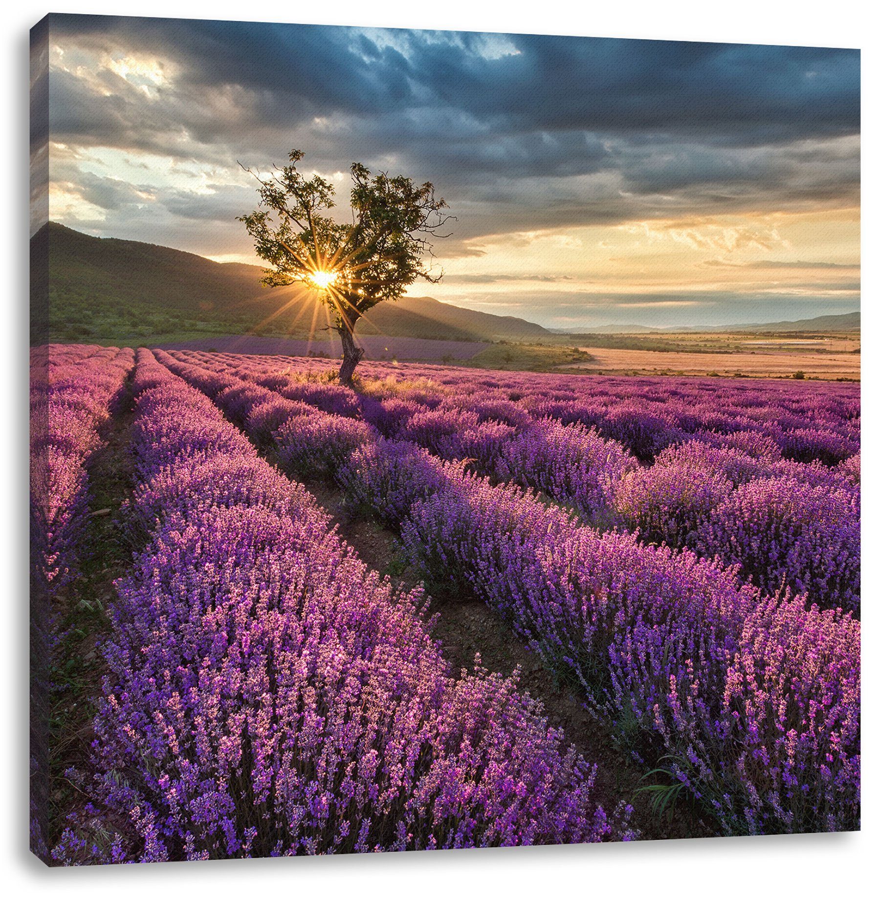 Pixxprint Leinwandbild Lavendel Provence mit Baum, günstig online kaufen