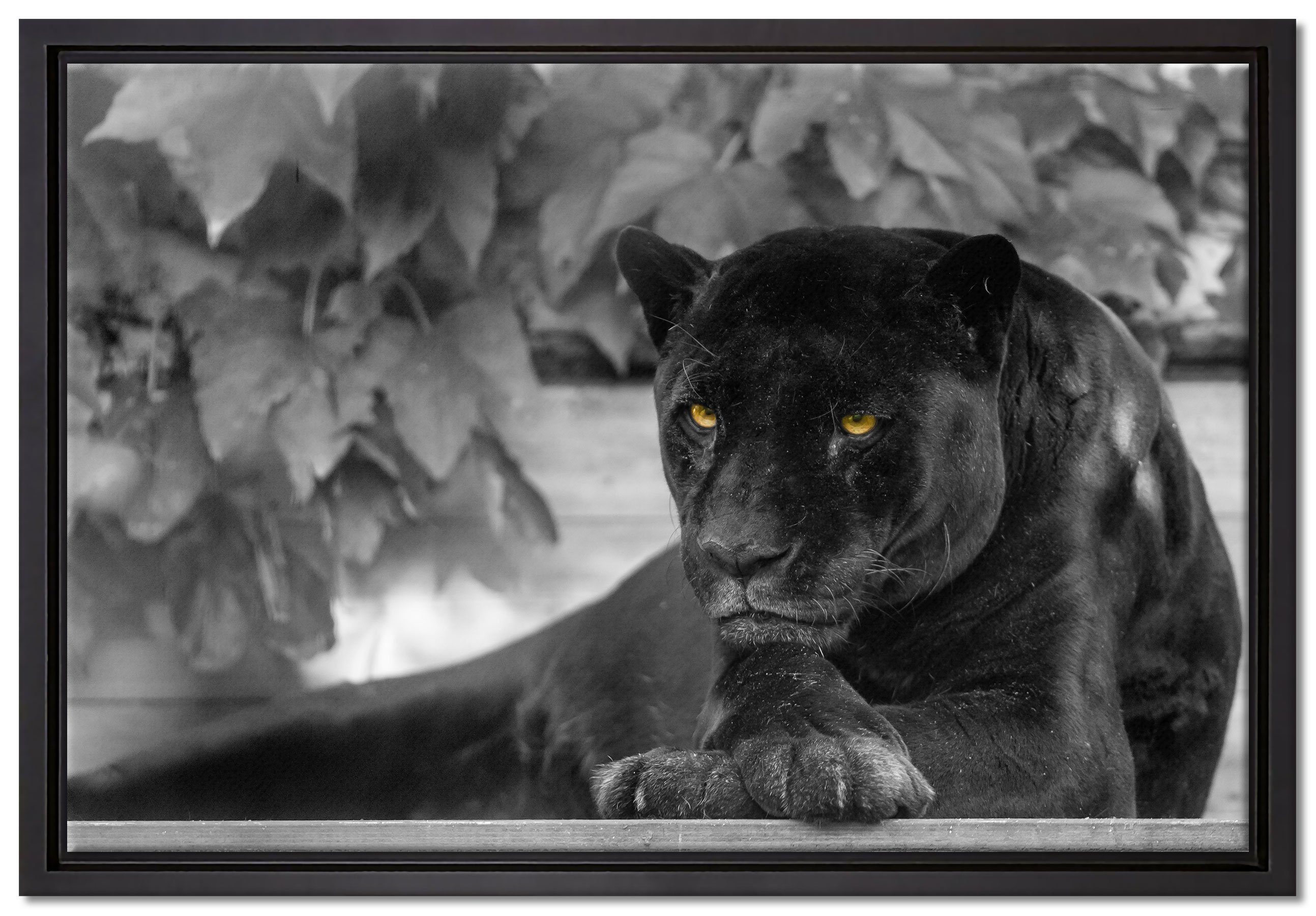 Pixxprint Leinwandbild schöner schwarzer Panther, Wanddekoration (1 St), Leinwandbild fertig bespannt, in einem Schattenfugen-Bilderrahmen gefasst, inkl. Zackenaufhänger