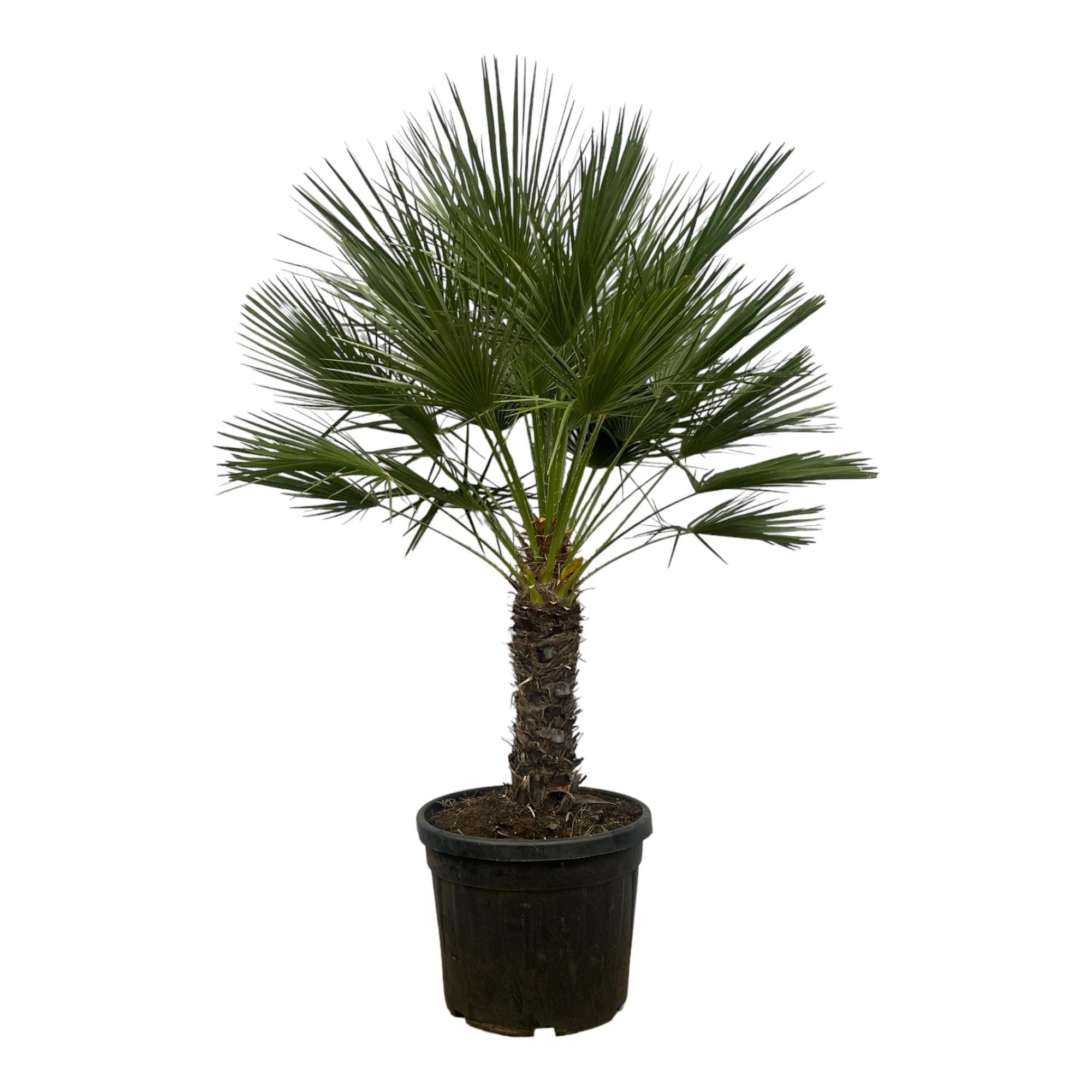 Exotenherz Kübelpflanzen Zwergpalme Chamaerops humilis