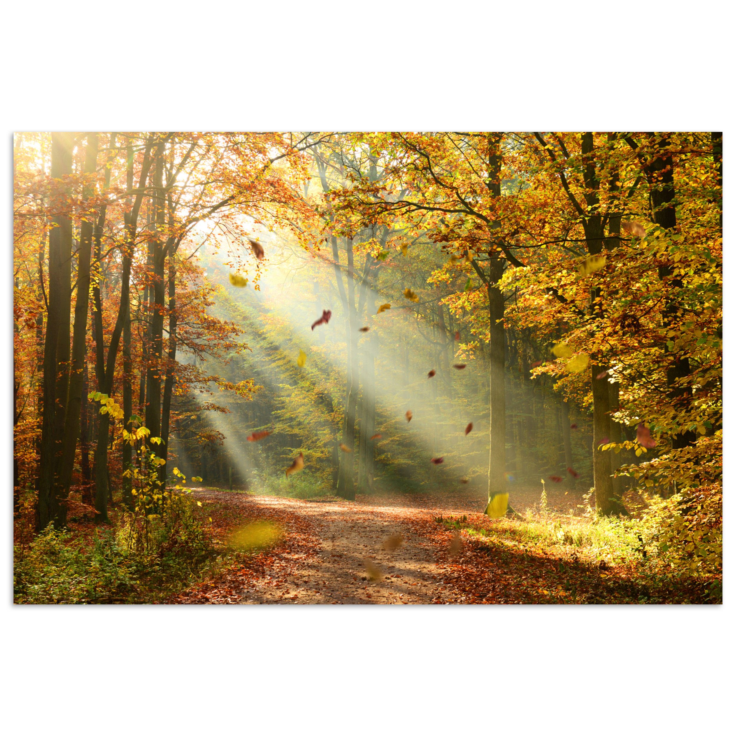 MuchoWow Poster Wald - Bäume - günstig online kaufen