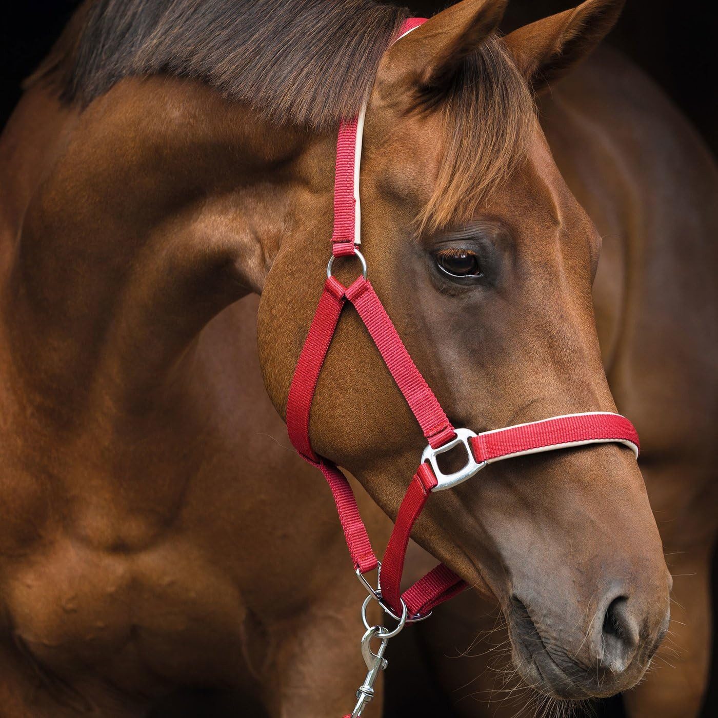 Kerbl Halfter Halfter Supreme GR 1, Forrest/Wood