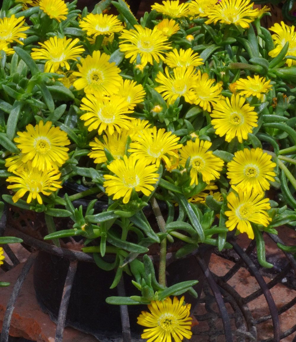 BALDUR Garten Bodendecker Winterharte Eisblume 'Golden Wonder', 3 St., Mittagsblume, reichblühend, winterhart, mehrjährig, pflegeleicht