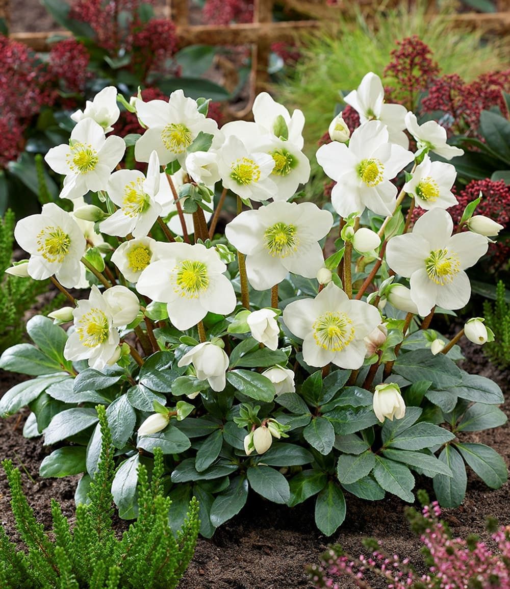 BALDUR Garten Rose Weiße Christrose, blühend im 12 cm-Topf, 1 St., Weihnachtsüberraschung, winterhart, mehrjährig