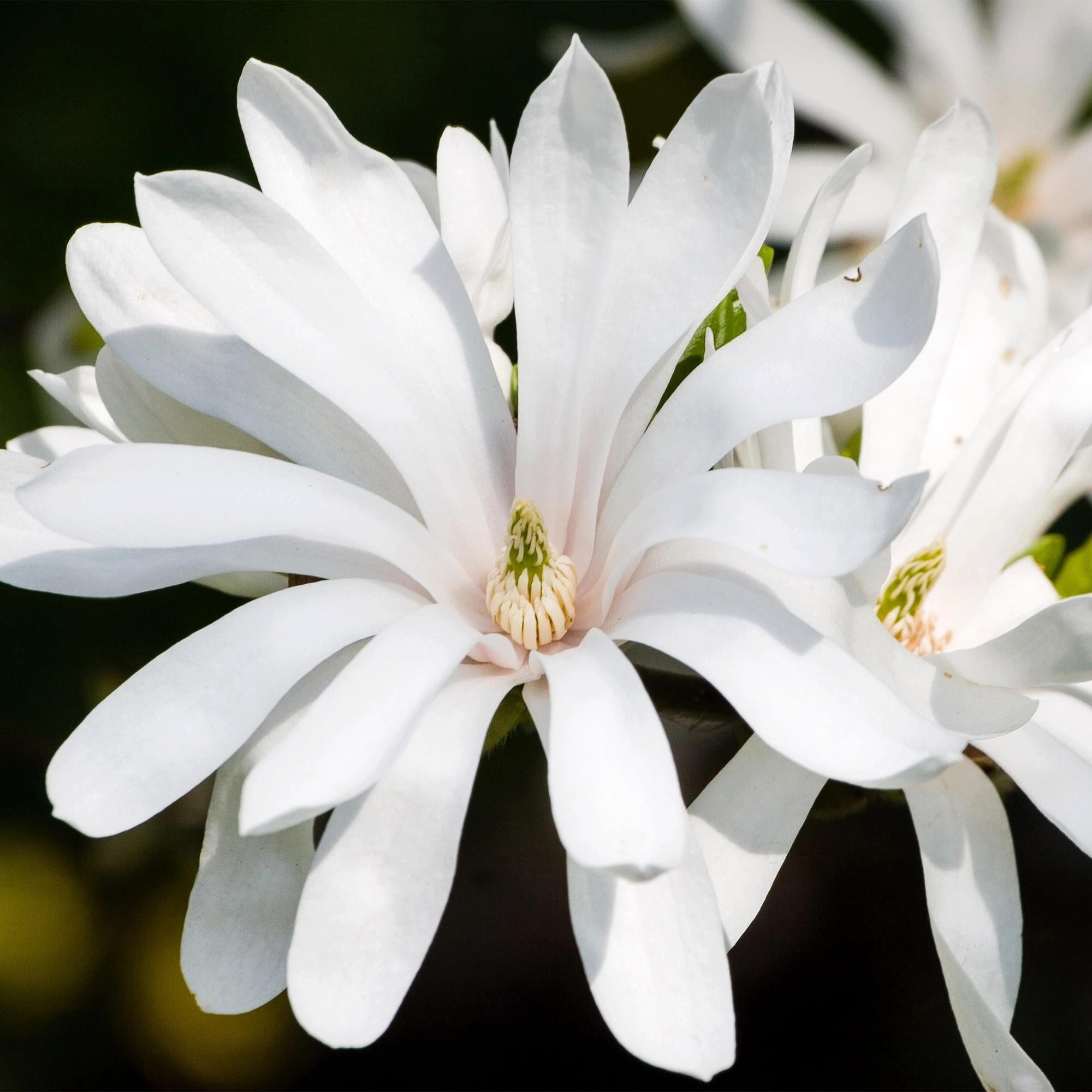 Florora Topfpflanze Magnolia – Magnolie – 90 cm – Topf 19 cm – Bild 3 von 4