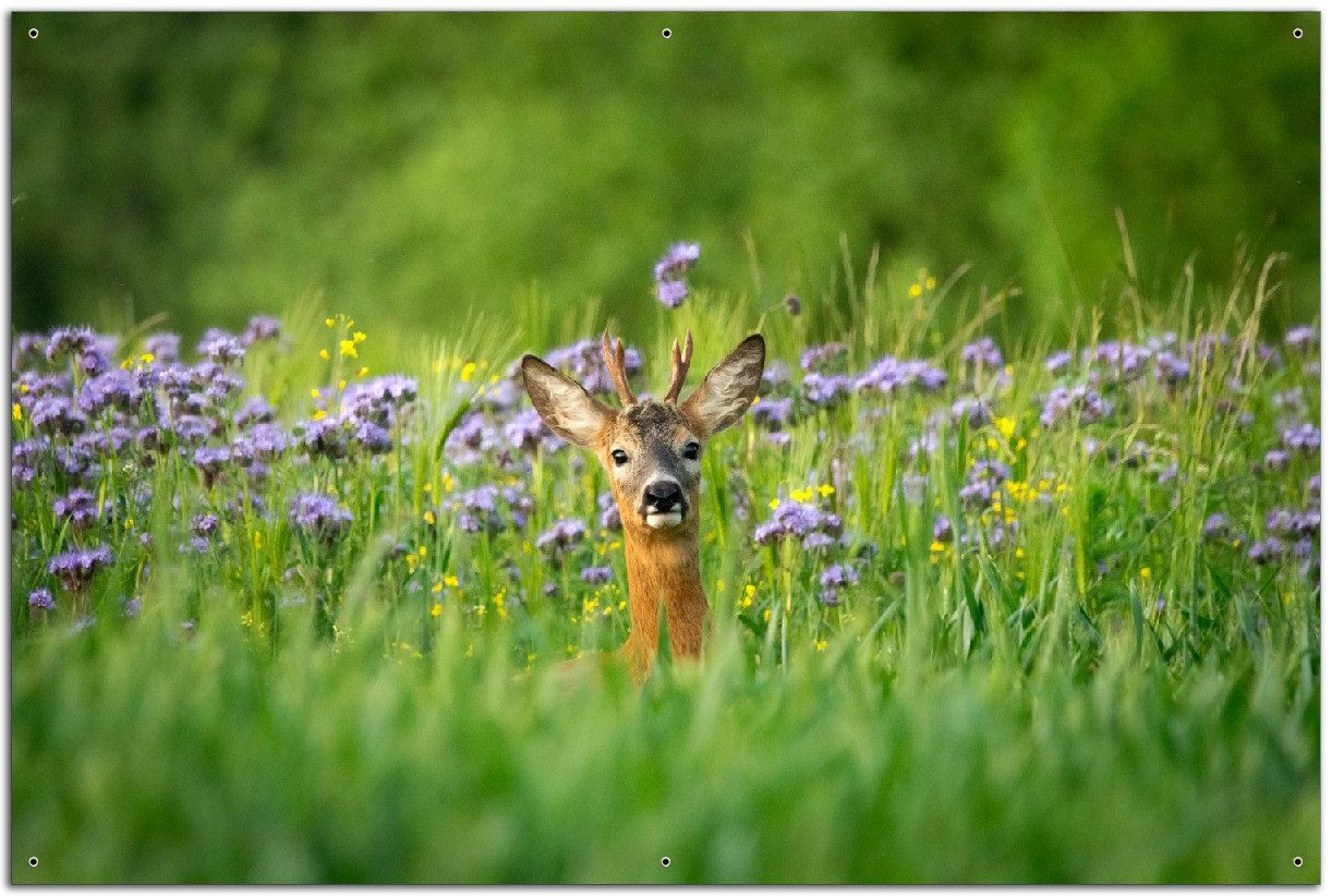 Wallario Sichtschutzzaunmatten Rehbock auf Wiese
