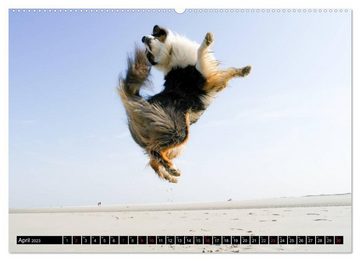 CALVENDO Wandkalender Australian Shepherd - Lebensfreude auf vier Pfoten (Premium, hochwertiger DIN A2 Wandkalender 2023, Kunstdruck in Hochglanz)