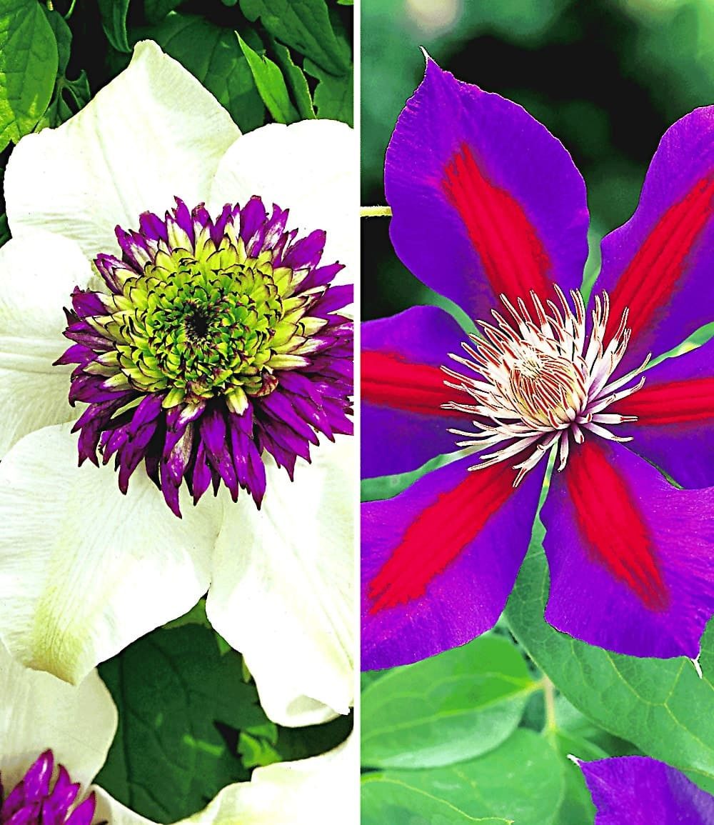 BALDUR Garten Zierstrauch Clematis-Raritäten-Sortiment zum Vorteilspreis, 2 St., Duftclematis, winterhart, mehrjährig, bienenfreundlich