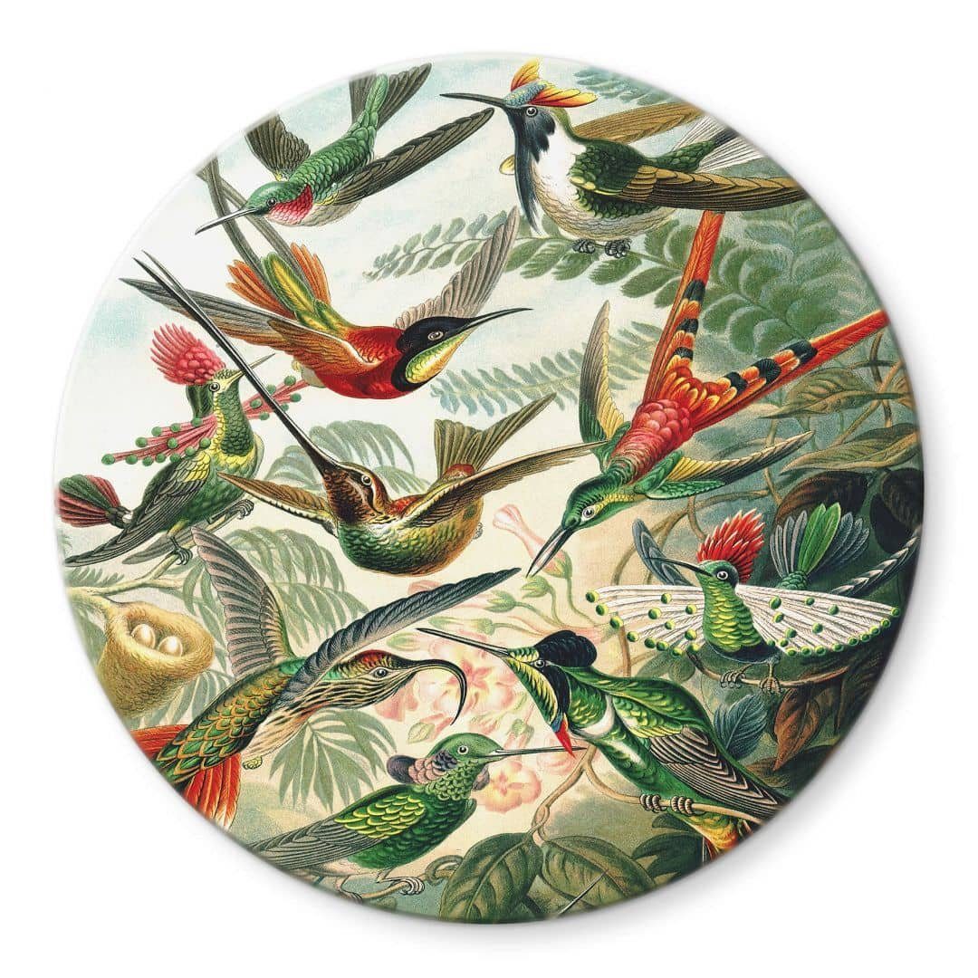 K&L Wall Art Glasbild Glas Wandbild Rund Glasbild Haeckel tropischer Regenwald Kolibris, Wandschutz Deko Bilder