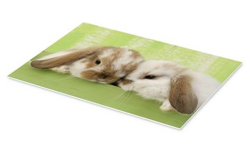 Posterlounge Forex-Bild Greg Cuddiford, Zwei Kaninchen, Kinderzimmer Fotografie