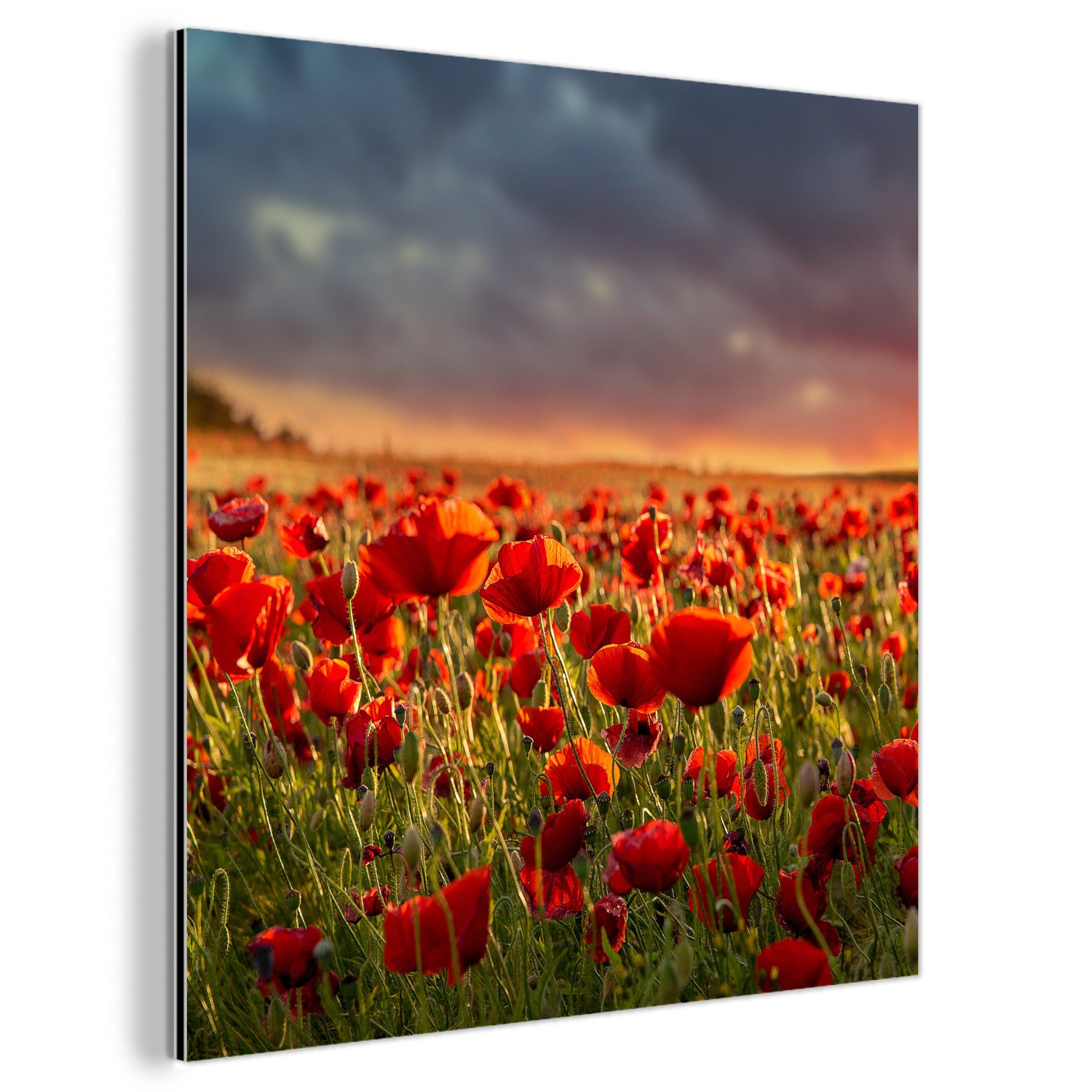 MuchoWow Metallbild Sonnenuntergang - Mohnblumen - günstig online kaufen