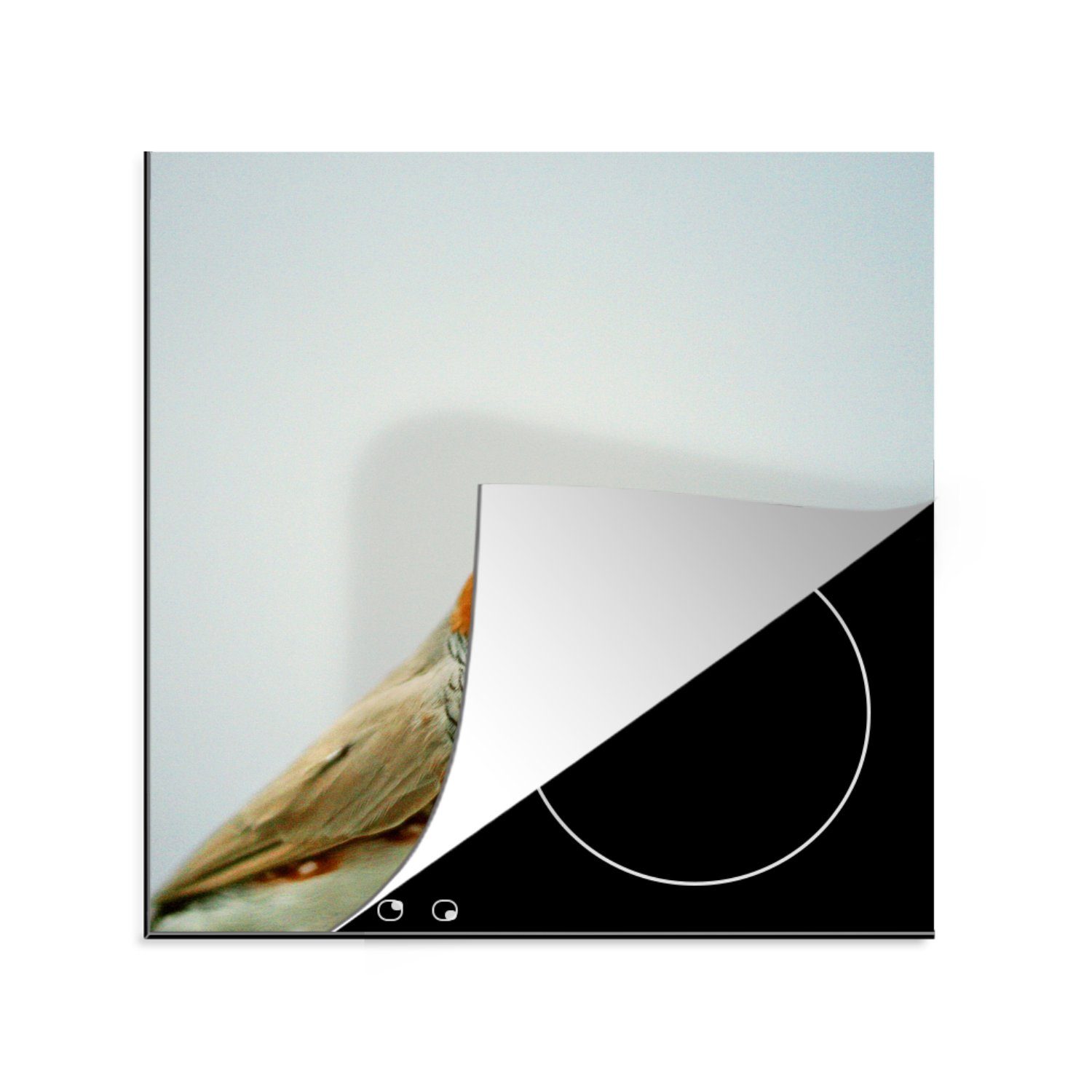 Hintergrund, Arbeitsplatte küche tlg), Zebrafink Herdblende-/Abdeckplatte Ceranfeldabdeckung, MuchoWow (1 78x78 Vinyl, auf für Ein weißem cm,