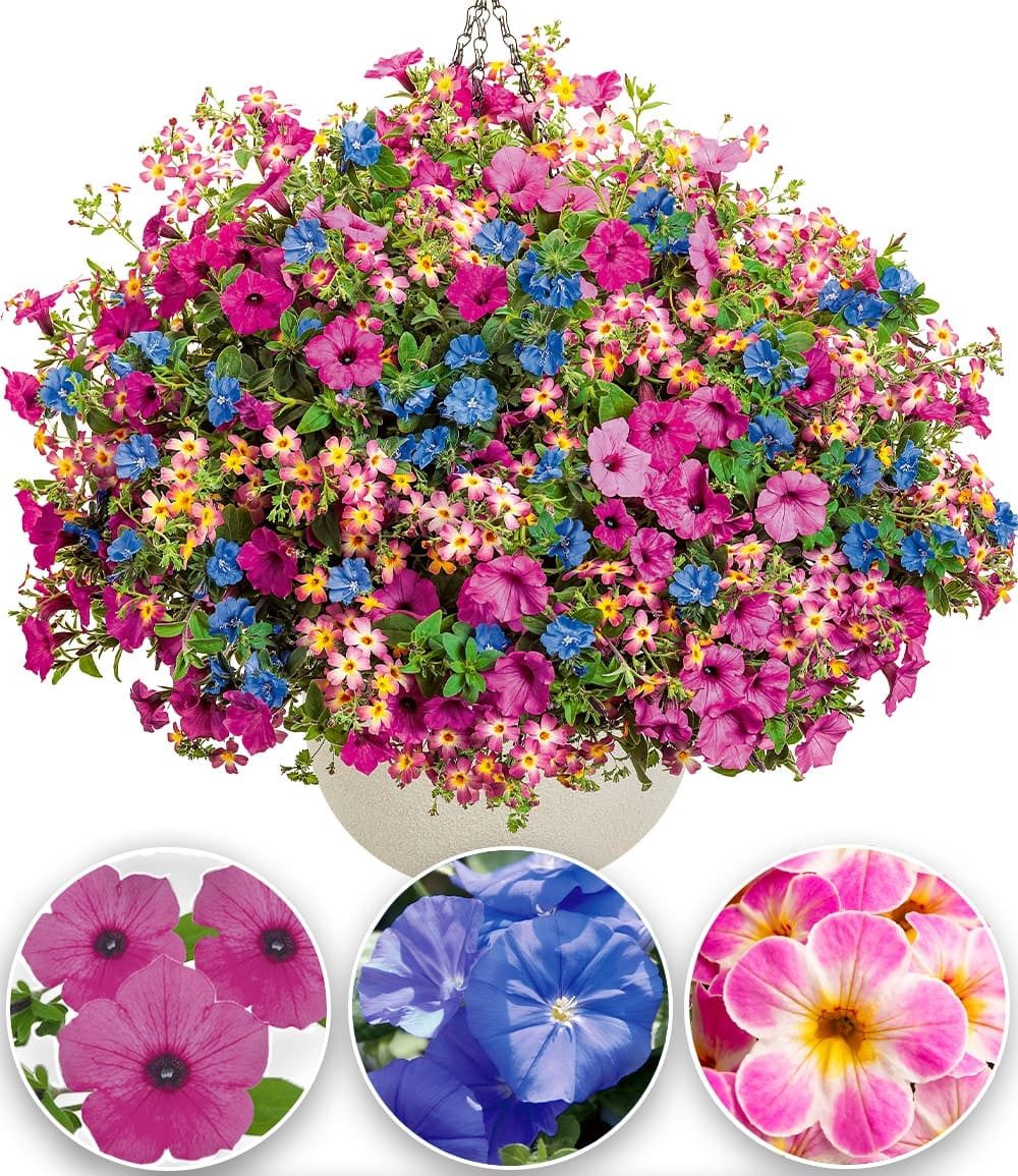 BALDUR Garten Balkonpflanze Candy-Stick-Mix, 3 St., Wuchsfreudig, pflegeleicht