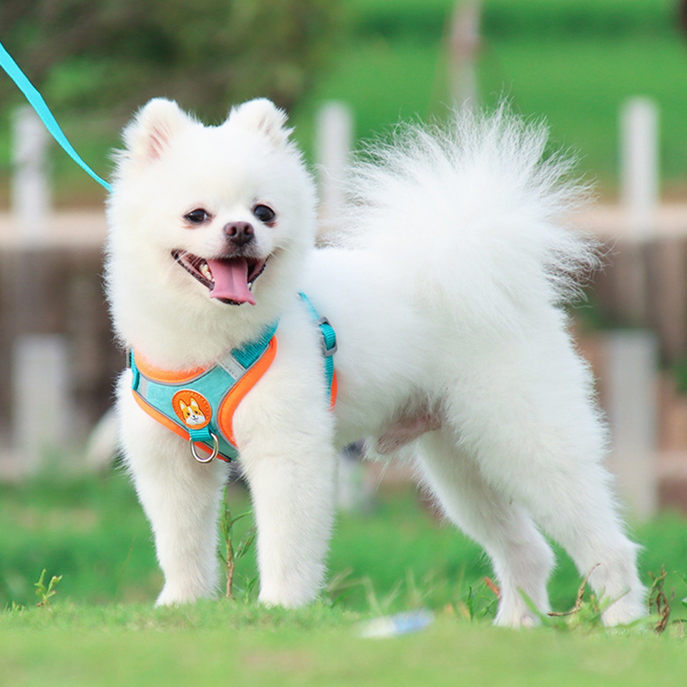 KINSI Hunde-Geschirr Hundeweste Hundegeschirr-Set für Kleine Hunde,Weiches& günstig online kaufen