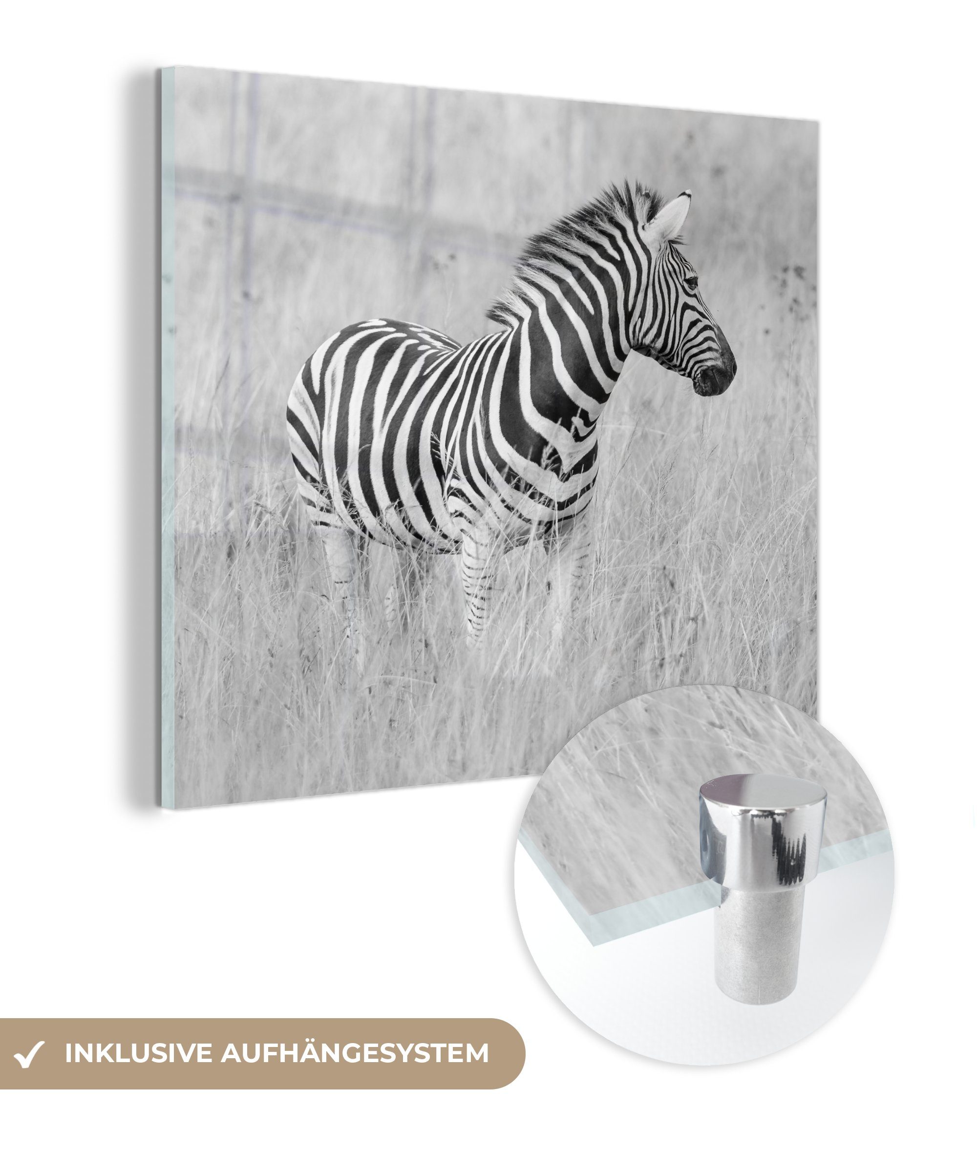 Glasbilder Bilder Wandbild Acrylglasbild Foto der auf Glas St), - - auf auf (1 MuchoWow Zebra Glas Wiese, - Wanddekoration