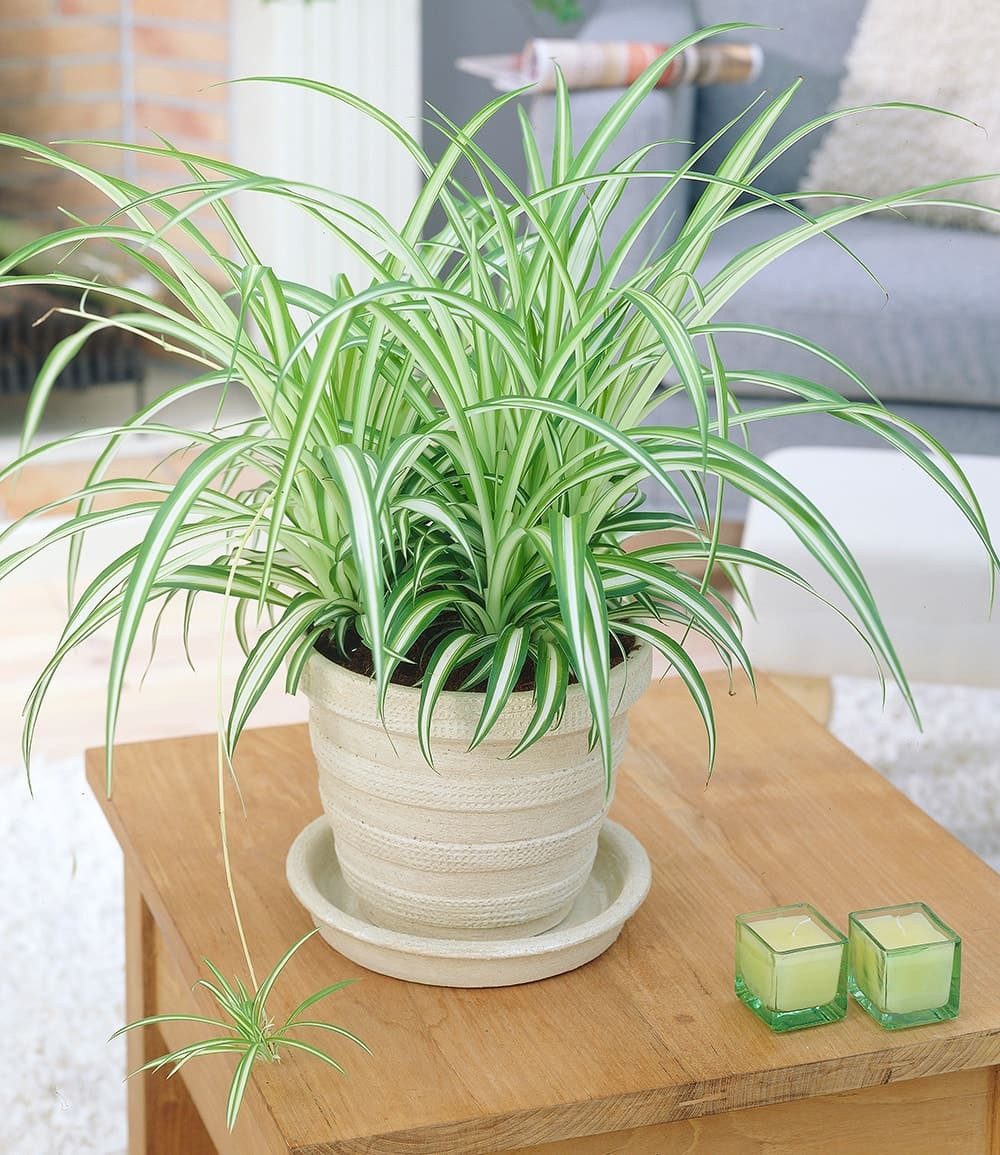 BALDUR Garten Zimmerpflanze Chlorophytum 'Variegatum', 1 St., Hängezimmerpflnze, pflegeleicht