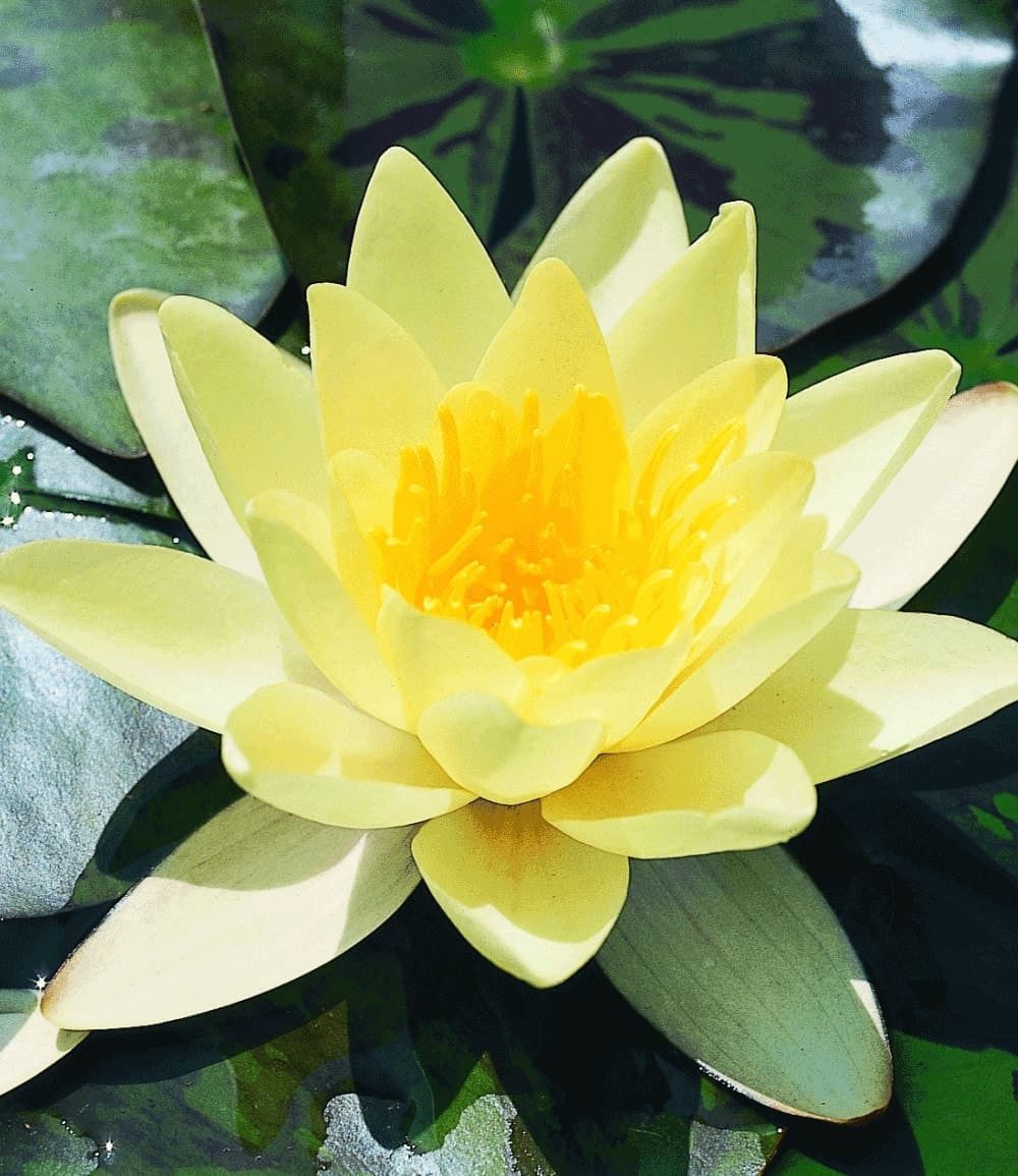 BALDUR Garten Wasserpflanze Seerose (Nymphaea) 'Goldgelb', 1 St., Elegant, winterhart, mehrjährig, pflegeleicht