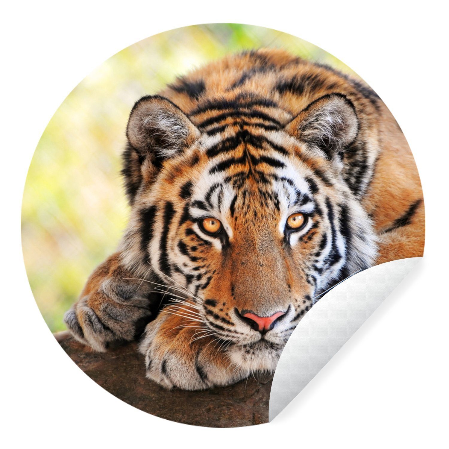 MuchoWow Wandsticker Junger Tiger liegt auf einem Baumstamm (1 St), Tapetenkreis für Kinderzimmer, Tapetenaufkleber, Rund, Wohnzimmer