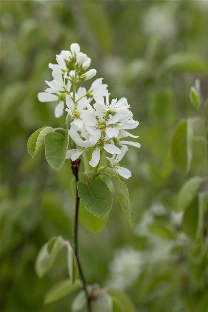 Pflanzen für Dich Gehölze Amelanchier aln. Greatberry Farm, 1 St., Erlenblättrige Felsenbirne, Saskatoonbeere
