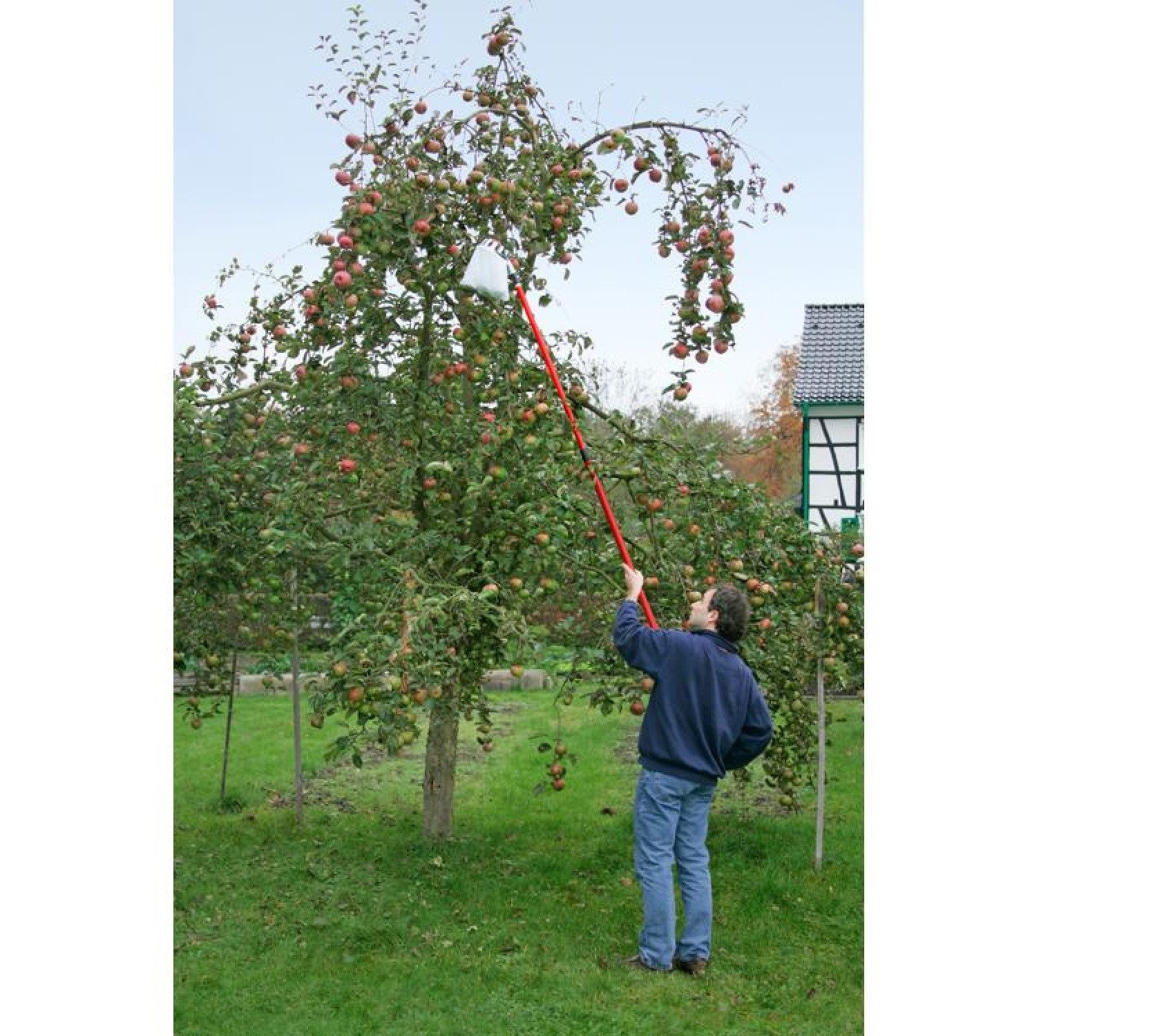 Meister Werkzeuge Obstpflücker Obstpflücker mit Teleskopstiel, ausziehbar bis 3 Meter, Ergonomisches Design, ideal für schwer erreichbare Früchte