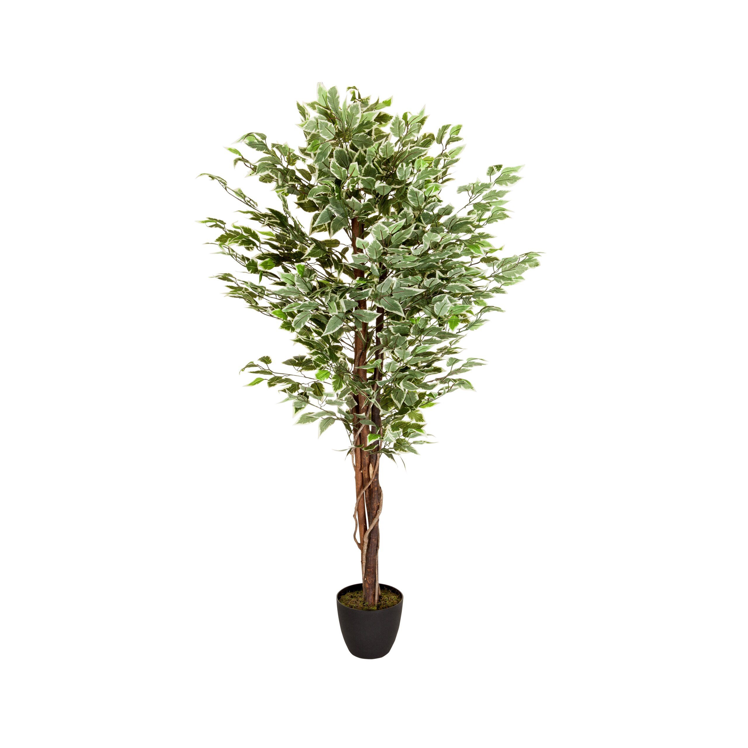 Kunstpflanze FICUS Künstliche Pflanze Höhe 165.0 cm Birke Birke, hjh OFFICE, Höhe 165.0 cm, Künstliche Pflanze Benjamini im Kunststofftopf Kunstbaum Echtholzstamm
