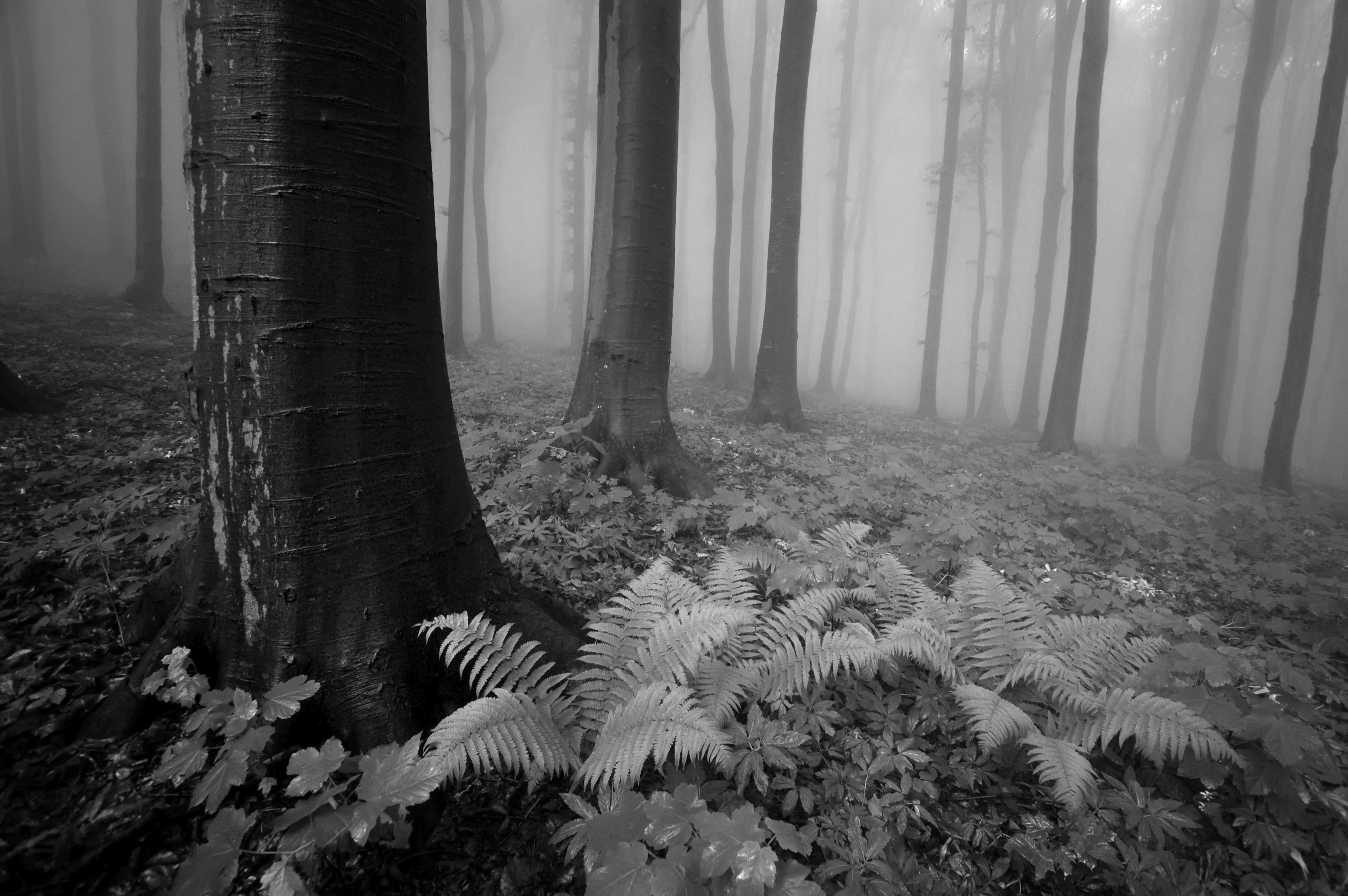 Weiß & Wald Schwarz Papermoon Fototapete