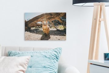 OneMillionCanvasses® Leinwandbild Quokka auf Rottnest Island, Perth, Australien, (1 St), Wandbild Leinwandbilder, Aufhängefertig, Wanddeko, 30x20 cm