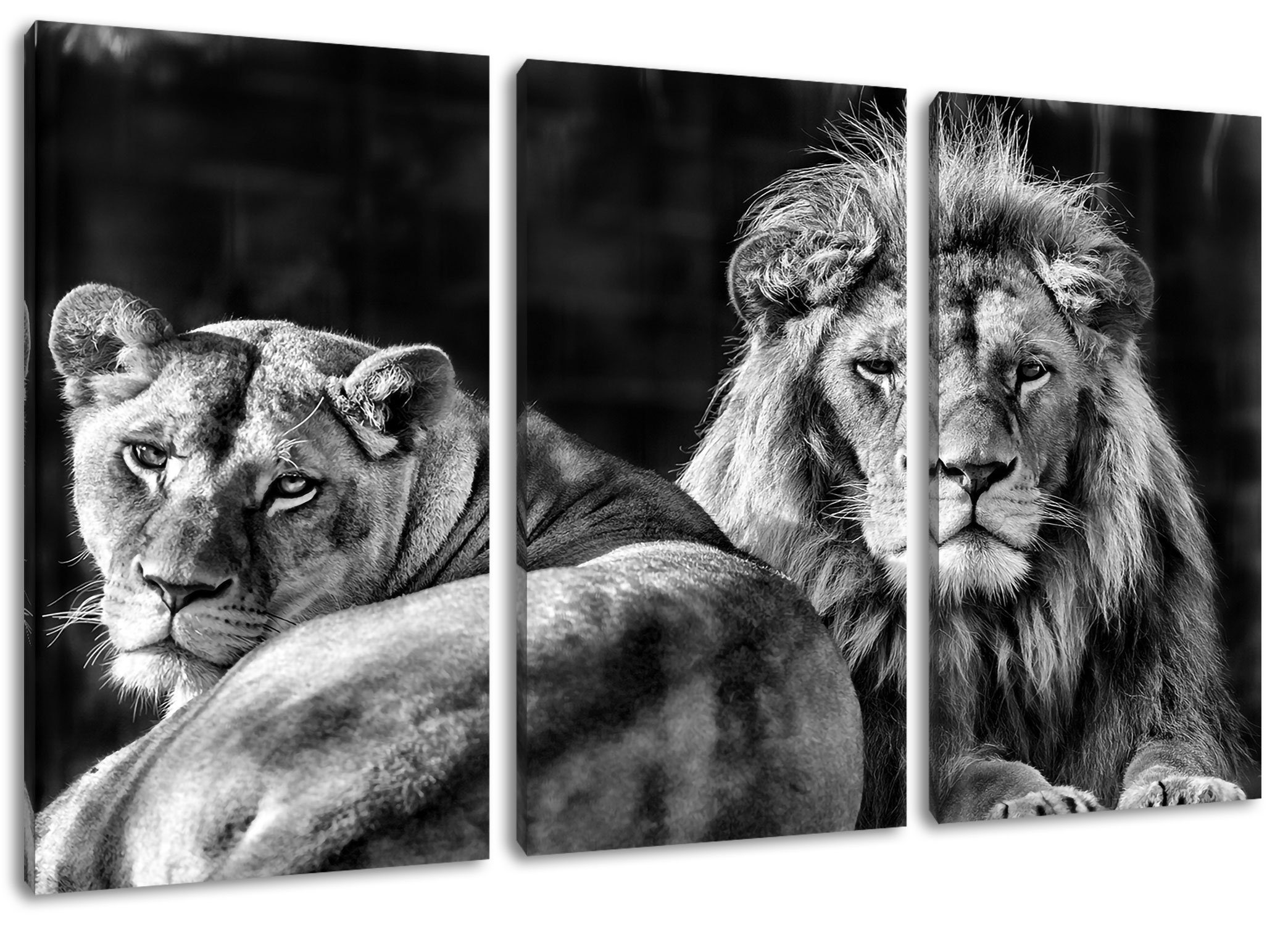 Pixxprint Leinwandbild schönes Löwenpaar, schönes Löwenpaar 3Teiler (120x80cm) (1 St), Leinwandbild fertig bespannt, inkl. Zackenaufhänger