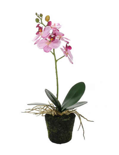 Kunstpflanze Phalaenopsis Orchidee, Bubble-Store, Orchidee