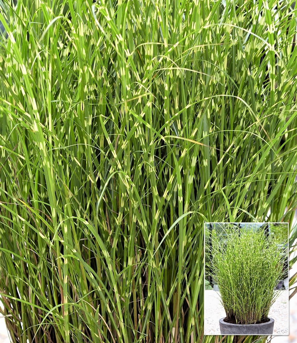 BALDUR Garten Gräser Zebra-Gras, 1 St., Chinaschilf,winterhart, pflegeleicht, robust