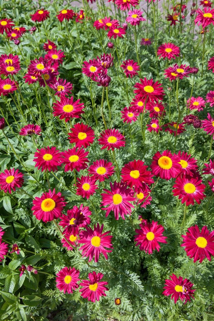 Pflanzen für Dich Staude Tanacetum coccineum Robinsons Rot, 1 St., Rote Margerite, Malerblume