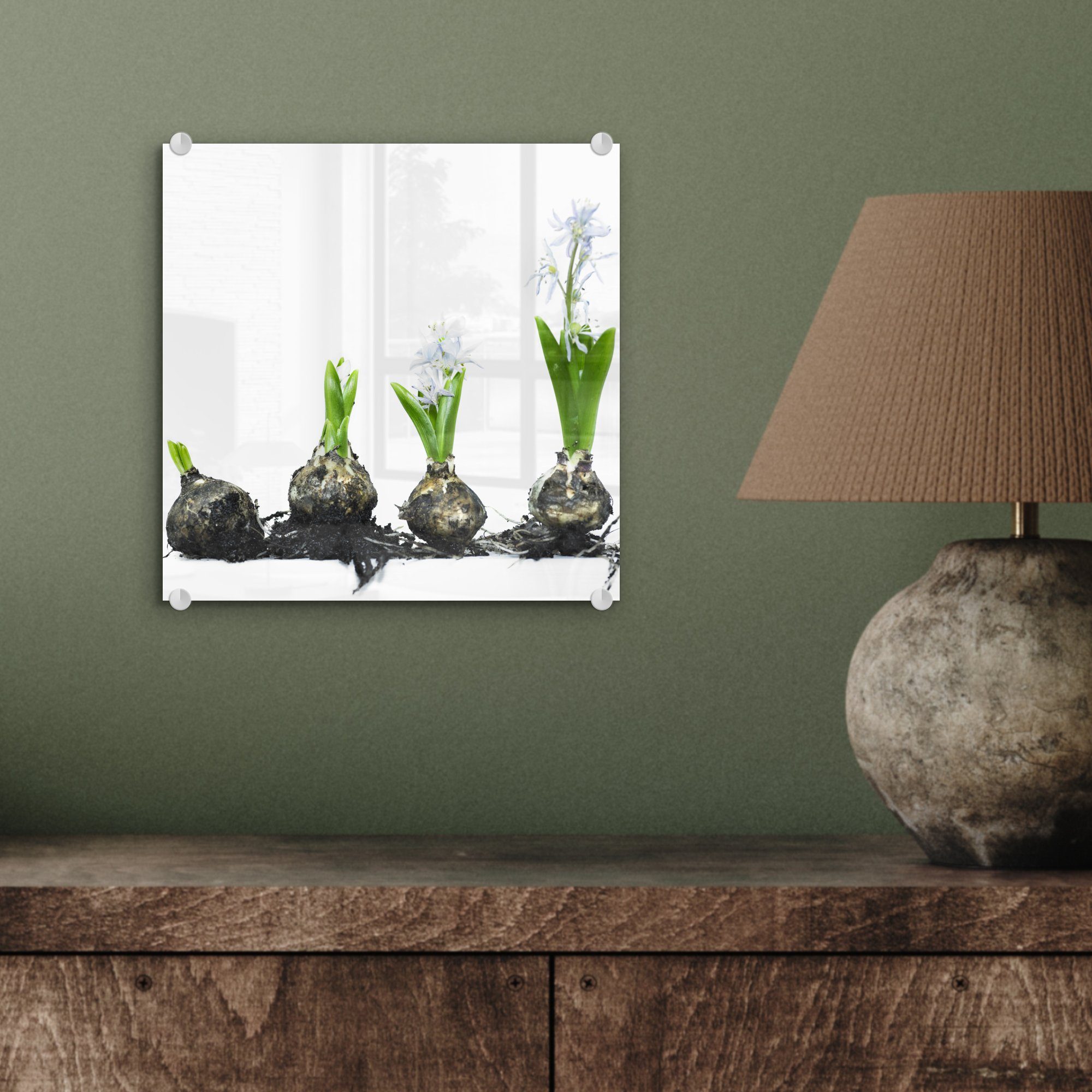 Glas Zur - Glas - St), Bilder (1 Blüte auf Glasbilder - Foto Wandbild MuchoWow Wanddekoration Acrylglasbild Zwiebel, auf wachsende