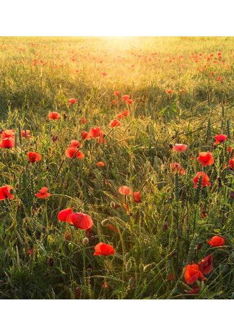 KOMAR Фотообои »Poppy World« Bah...