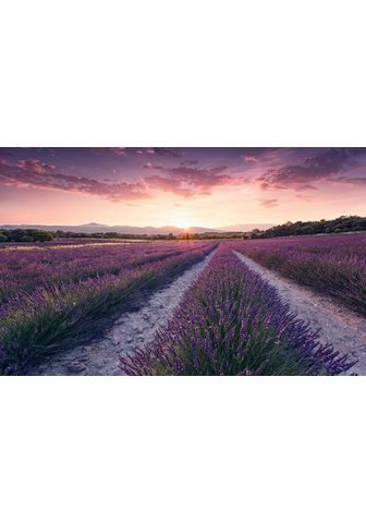 KOMAR Фотообои »Lavender Dream« ...