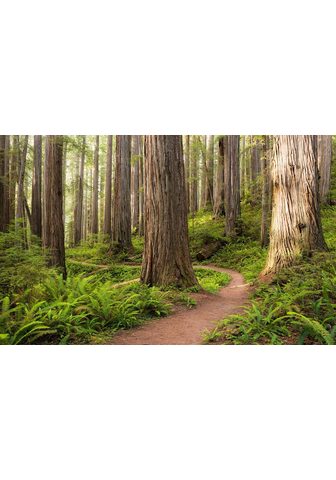 KOMAR Фотообои »Redwood Trail« B...