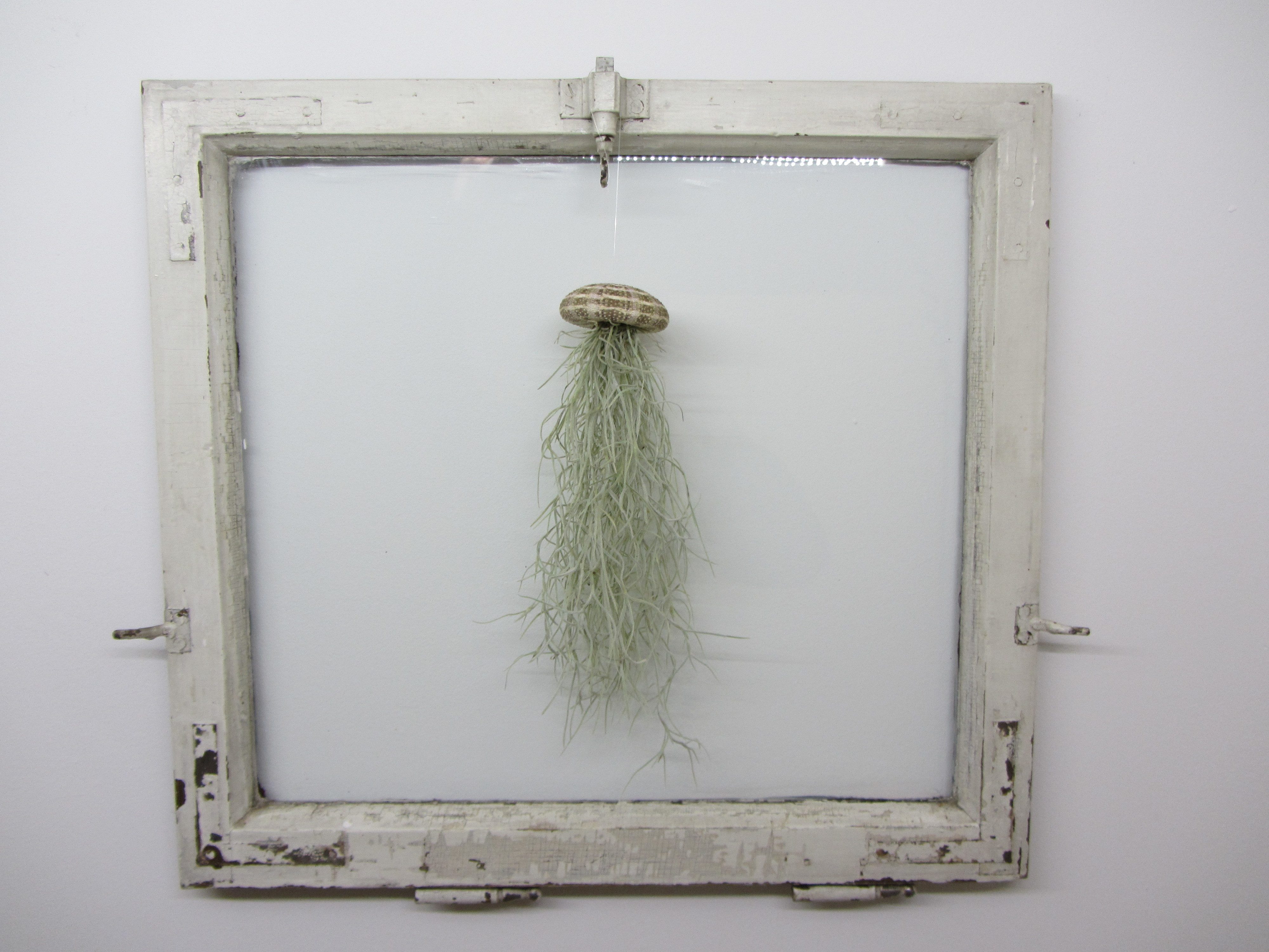 meinvipshop Hängedekoration 3er Set Seeigelgehäuse mit Tillandsia Spanisch Moos (3 St) – Bild 2 von 3