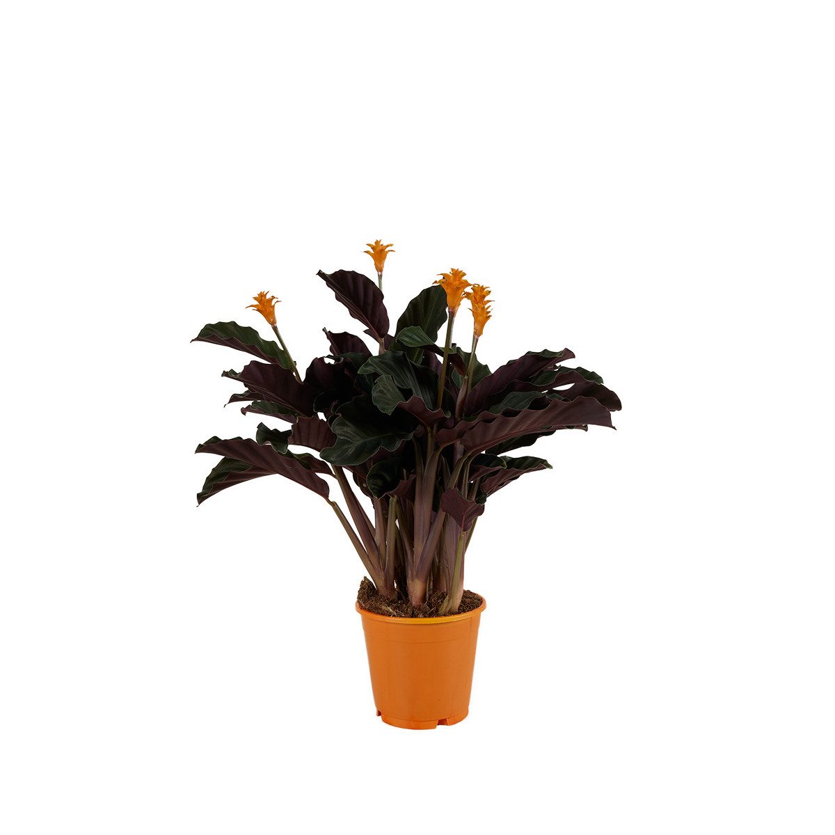 Bloomique Zimmerpflanze Calathea Crocata, Korbmarante, Zimmerpflanze, 40-50 cm, Topf 14 cm, 1 St.