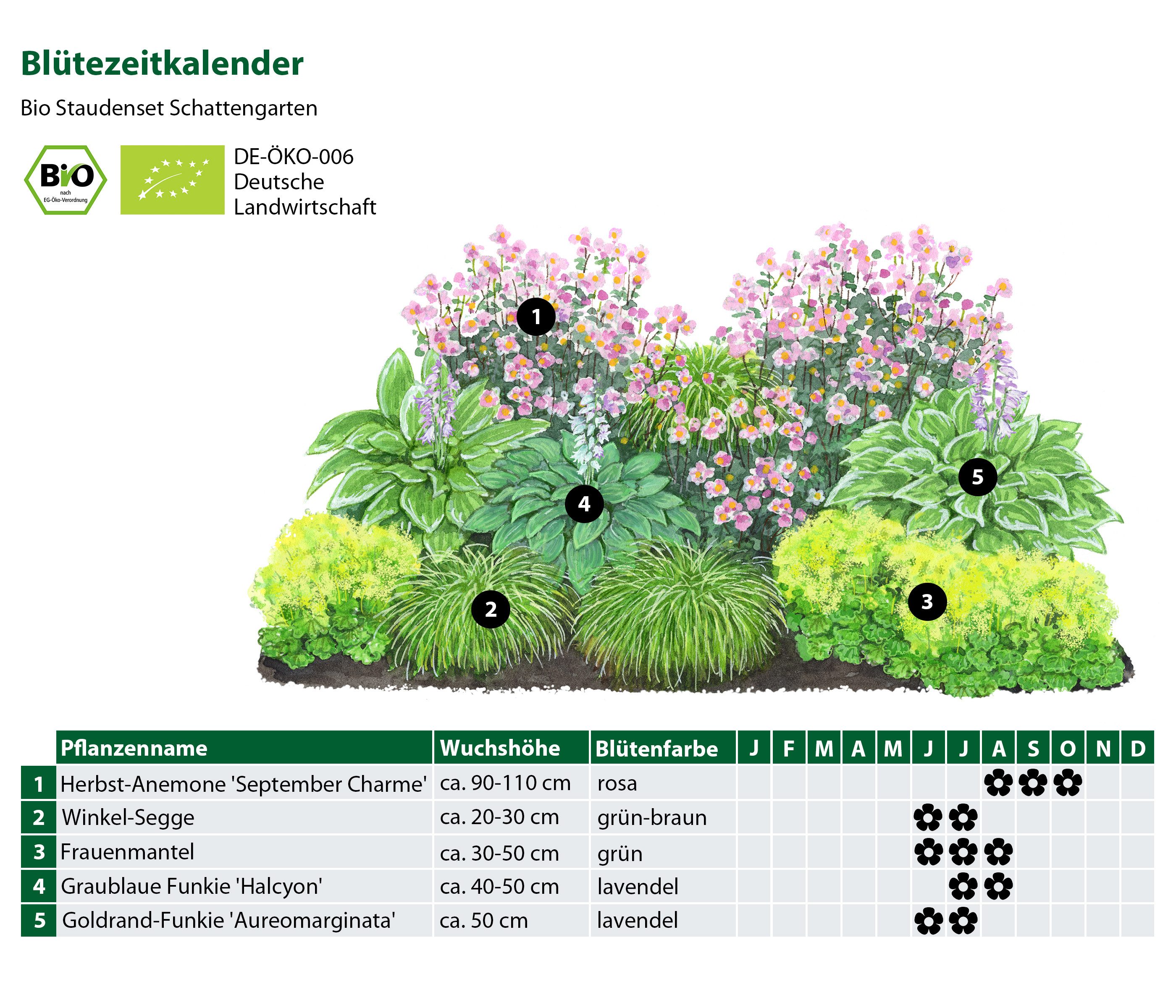 Dehner Staude Bio Stauden-Set Schattengarten, je 5-20 cm exkl. Pflanztopf, 12 mehrjährig Pflanzen für Schattengärten, insektenfreundlich