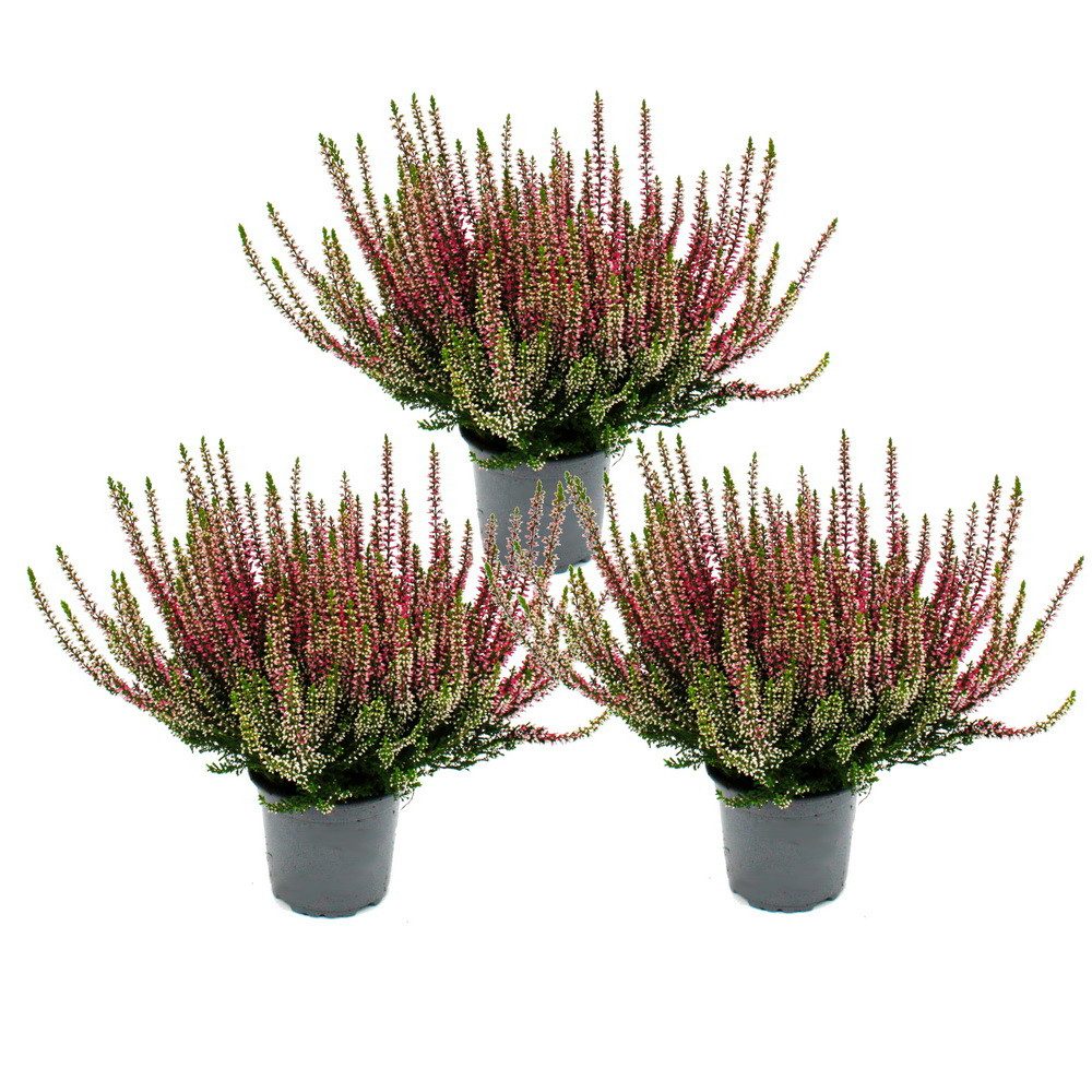Exotenherz Beetpflanze Calluna vulgaris 3er Set Besenheide Heidepflanze winterhart 11cm Topf – Bild 3 von 3