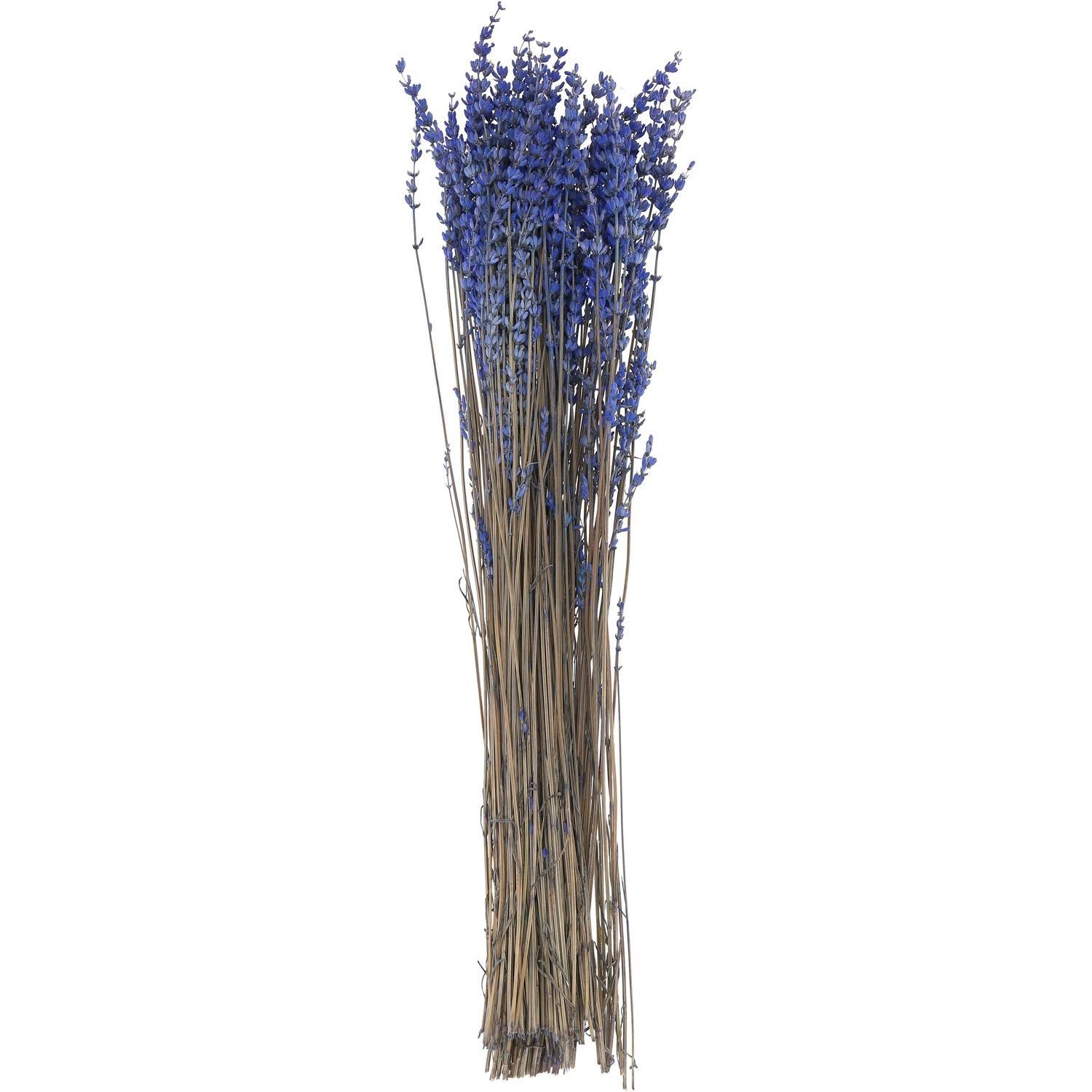 Trockenblume Lavendel lang - Länge ca. 50 cm - Bund 150 g - natur-blau, Vosteen | Trockenblumen