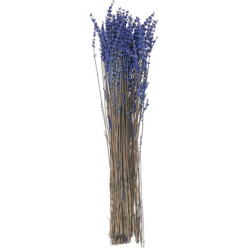 Trockenblume »Lavendel lang - Länge ca. 50 cm - Bund 150 g - natur-blau«, Vosteen